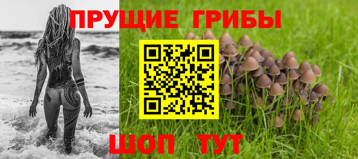 магазин    Вход с VPN  Павловский Посад  Псилоцибиновые грибы MAGIC MUSHROOMS  Псилоцибиновые грибы Cubensis 